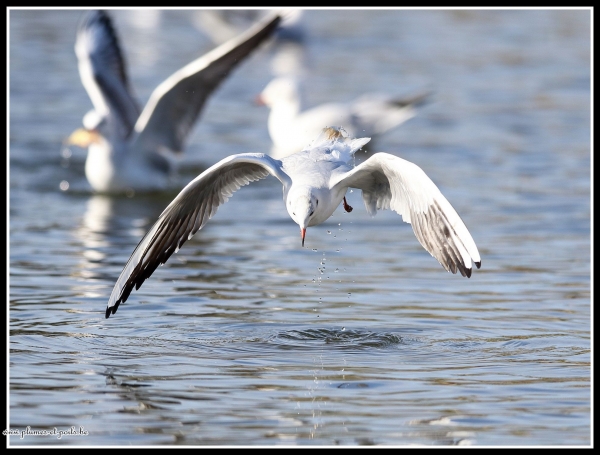 Mouette rieuse