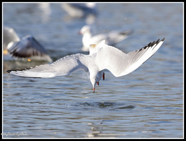 Mouette rieuse