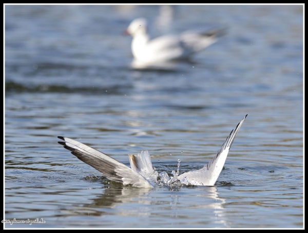 Mouette rieuse