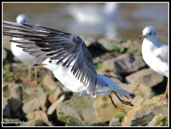 Mouette rieuse