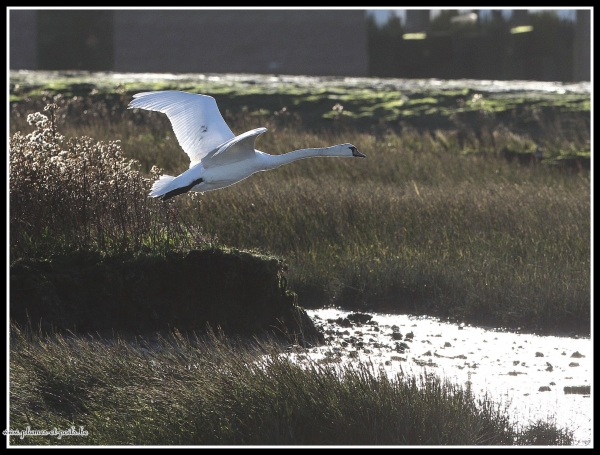 Cygne tuberculé