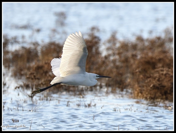 Aigrette garzette