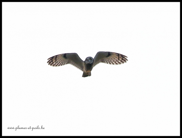 Hibou des marais