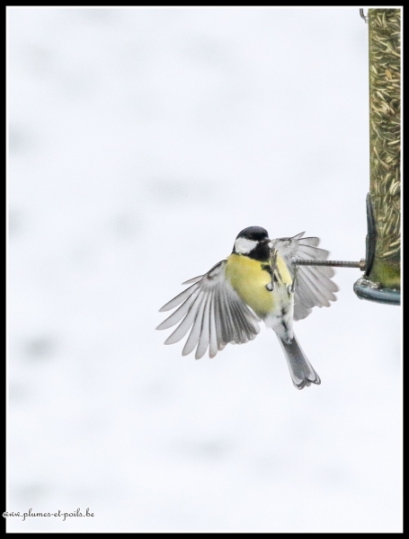 Mésange charbonnière