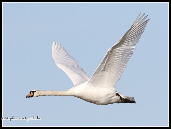 Cygne tuberculé