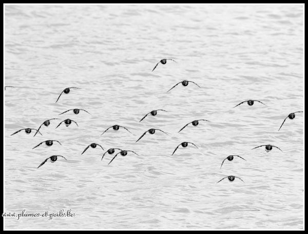 Tournepierres à collier
