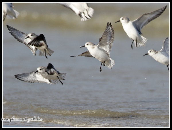 Bécasseaux sanderling