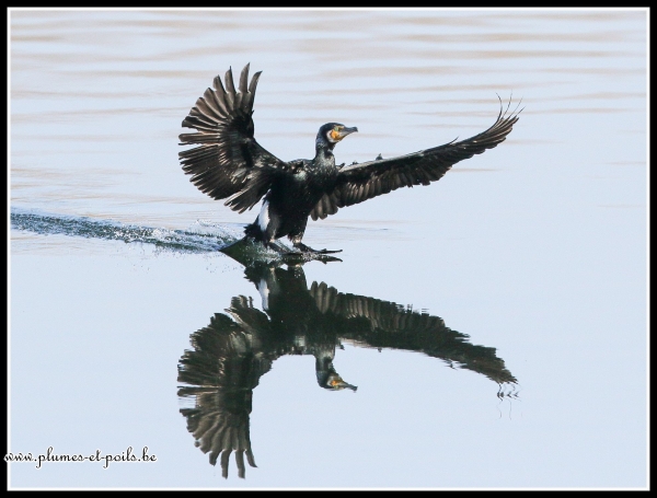 Grand Cormoran