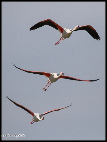 Flamant rose