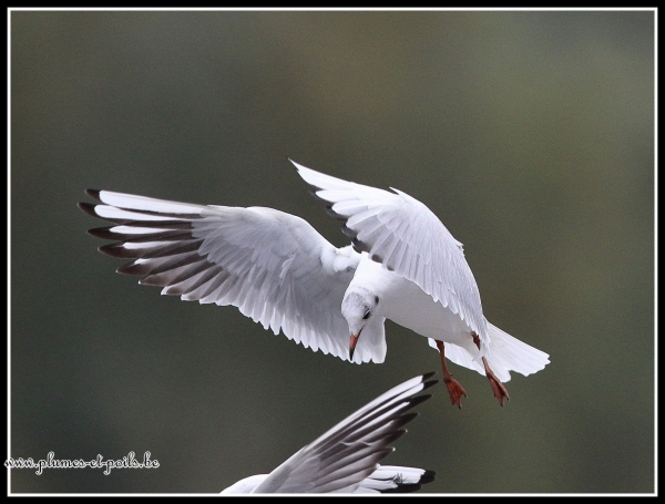 Mouette rieuse
