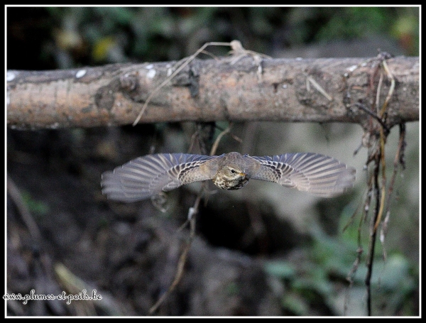 Pipit spioncelle