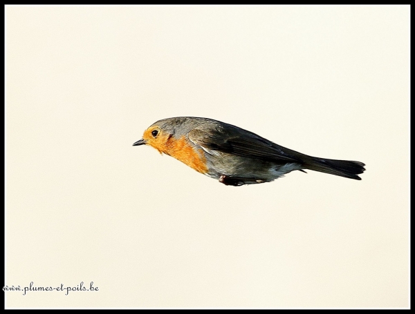 Rouge-gorge familier