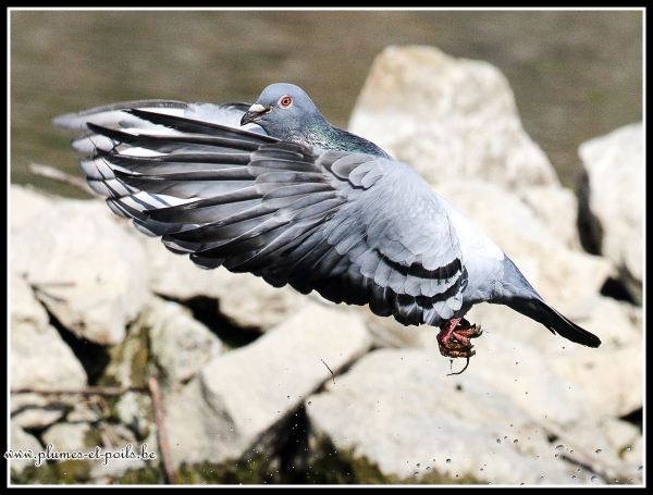 Pigeon biset