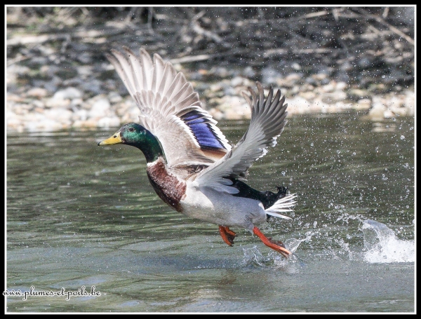 Canard colvert