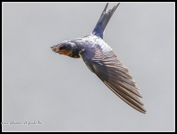 Hirondelle rustique