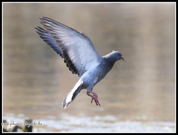 Pigeon biset