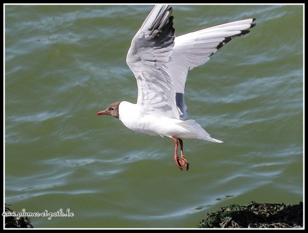 Mouette rieuse