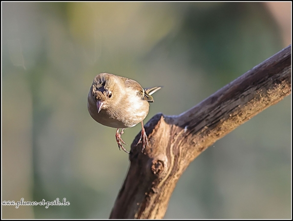 Pinson des arbres
