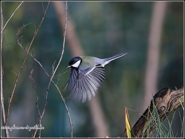 Mésange charbonnière