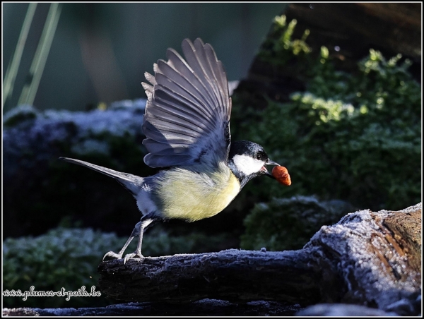 Mésange charbonnière