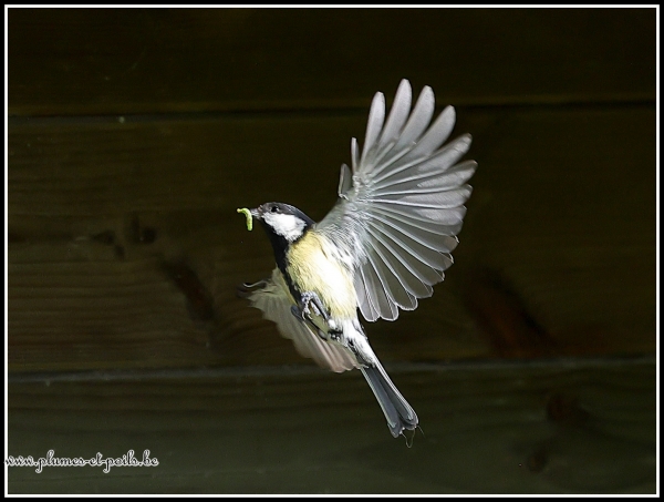 Mésange charbonnière