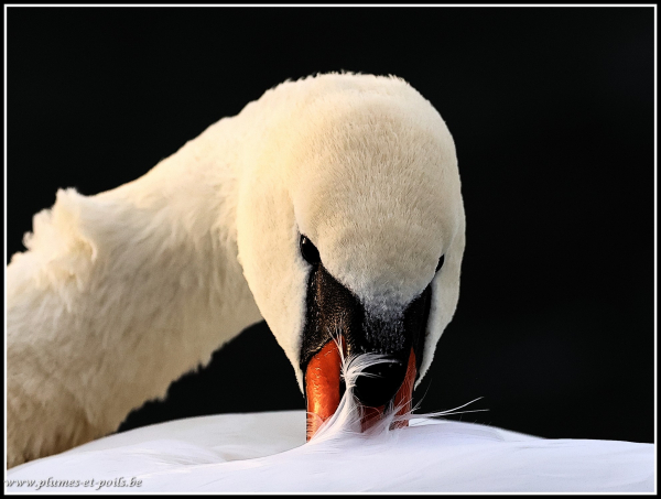 Cygne tuberculé