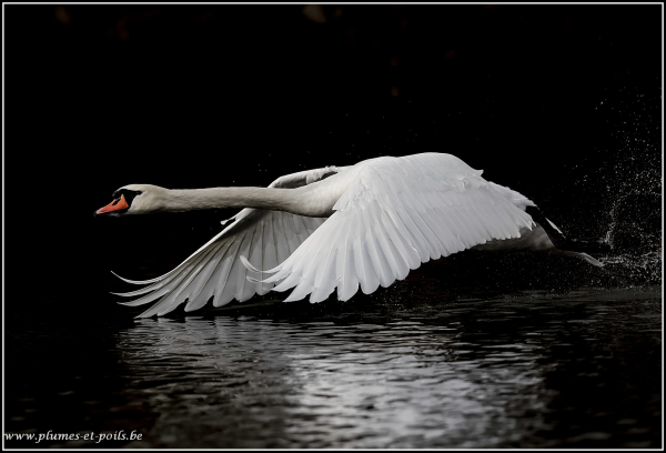 Cygne tuberculé