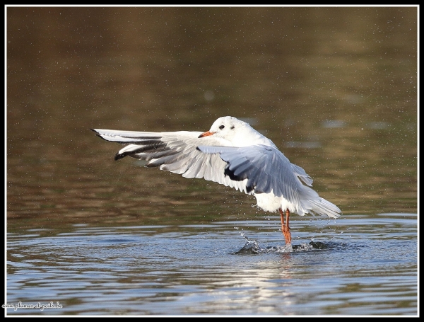 Mouette rieuse
