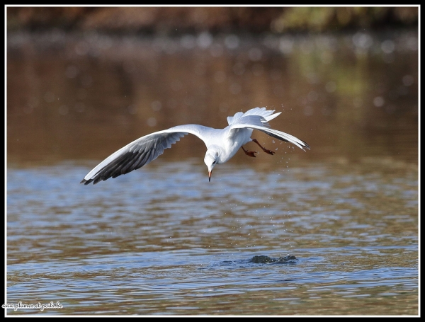 Mouette rieuse