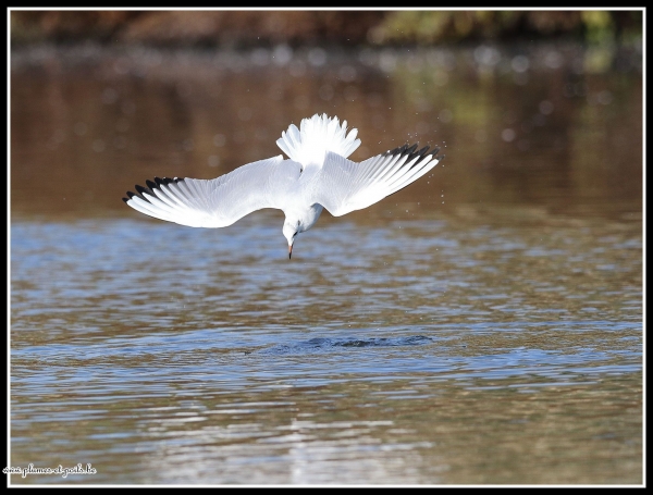 Mouette rieuse