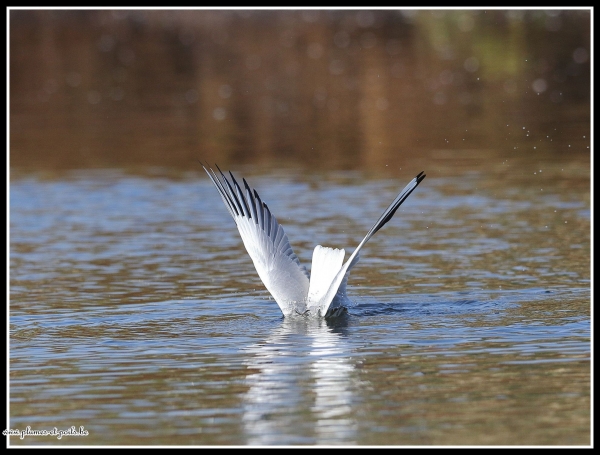 Mouette rieuse