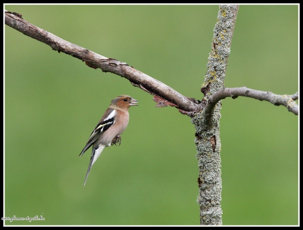 Pinson des arbres