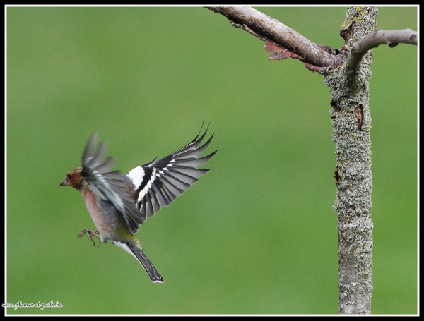 Pinson des arbres