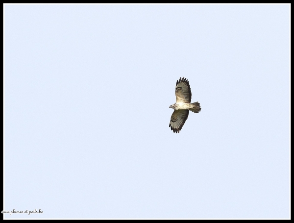 Buse variable