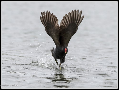 Gallinule poule-d'eau