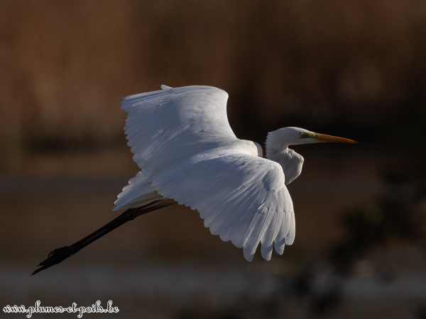 Grande aigrette