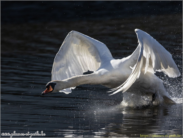 Cygne tuberculé