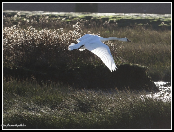 Cygne tuberculé