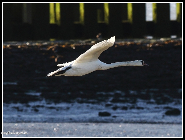 Cygne tuberculé
