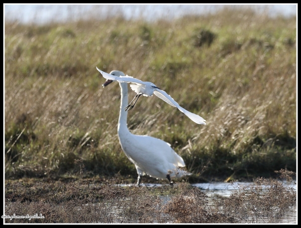 Cygne tuberculé et aigrette garzette