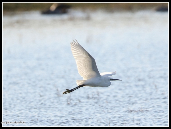 Aigrette garzette