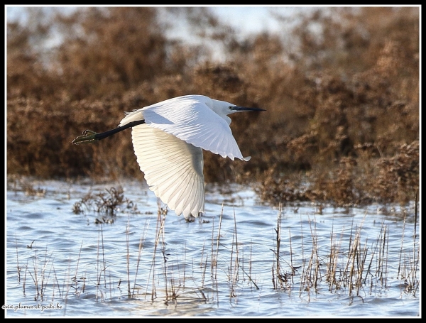 Aigrette garzette