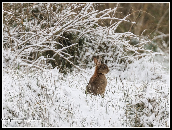 Lapin de garenne