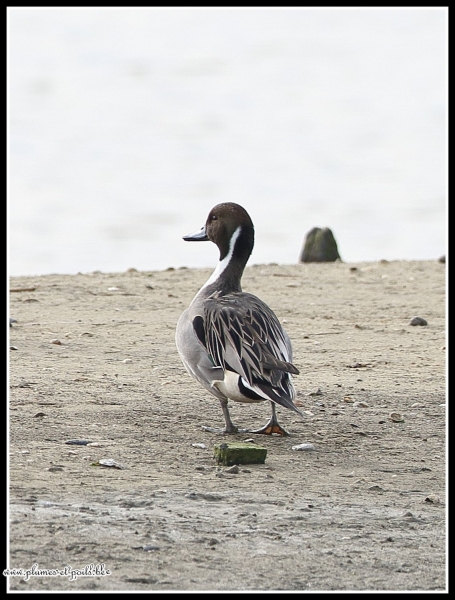 Canard Pilet