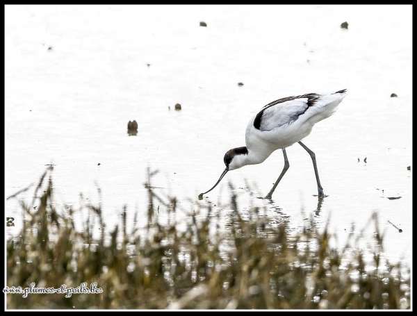 Avocette élégante