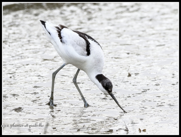 Avocette élégante