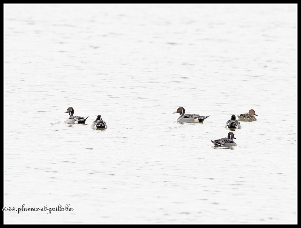 Canards pilets