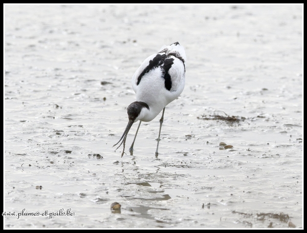 Avocette élégante