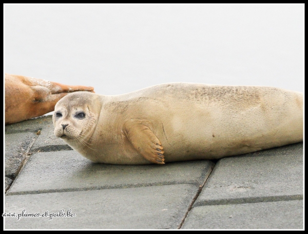 Phoque veau marin