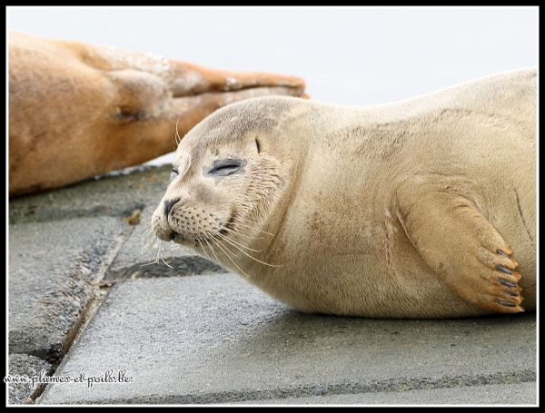 Phoque veau marin